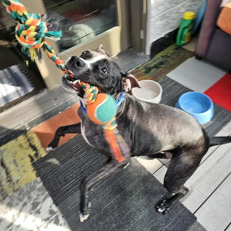 Pepper thumbnail 6