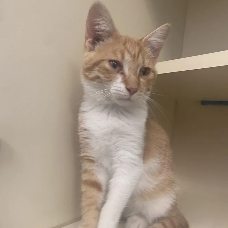 A baby small-sized male Orange / Red Domestic Short Hair cat named Alfred for adoption in Dayton, OH