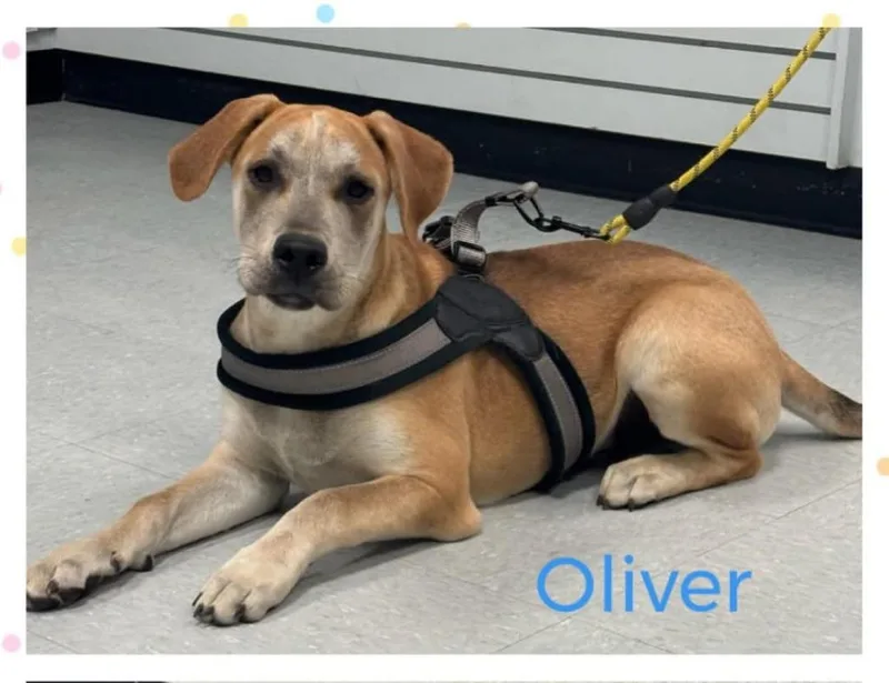 Oliver