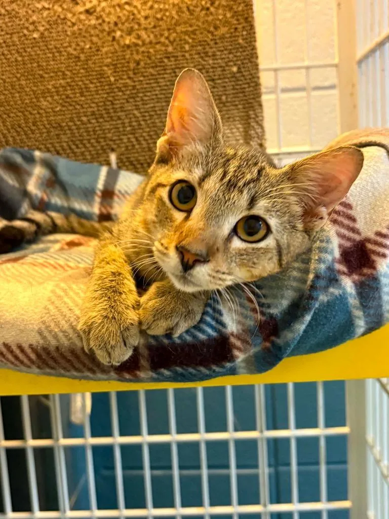 A baby medium-sized male Domestic Short Hair cat named Myon for adoption in Tifton, GA