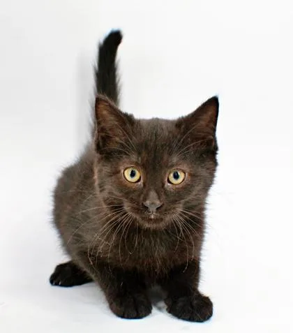 A baby small-sized female Domestic Short Hair cat named Sundae for adoption in Morton Grove, IL