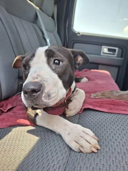 A young small-sized male Mixed Breed dog named Rollie for adoption in Atlanta, GA