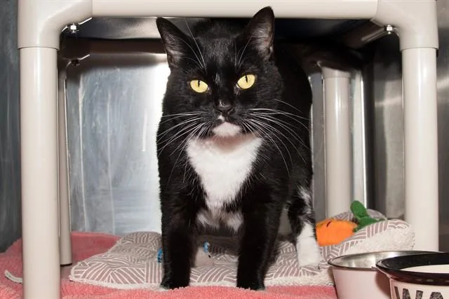 An adult medium-sized female Domestic Short Hair cat named Katerina for adoption in Santa Monica, CA