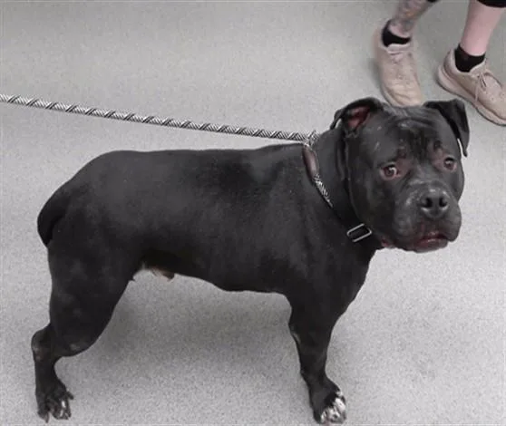 An adult small-sized male American Bulldog dog named Salvador for adoption in Omaha, NE