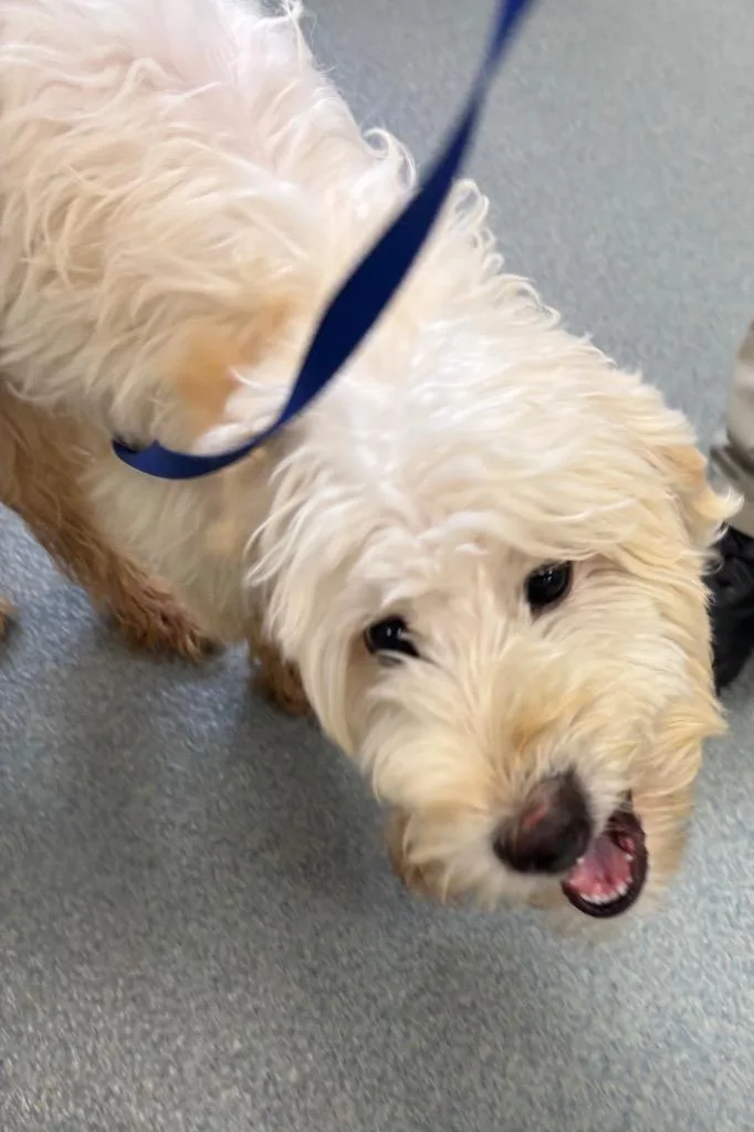 A baby medium-sized male Mixed Breed dog named Porky for adoption in Cartersville , GA