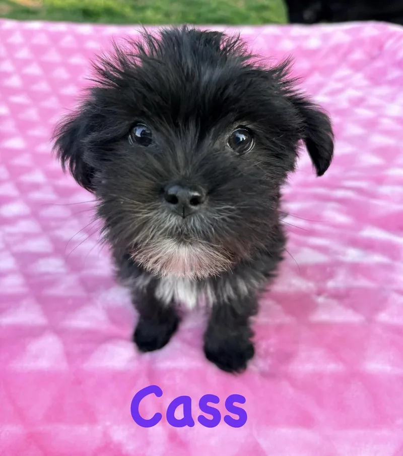 A young medium-sized female Shih Tzu dog named Cass for adoption in Lewistown, PA