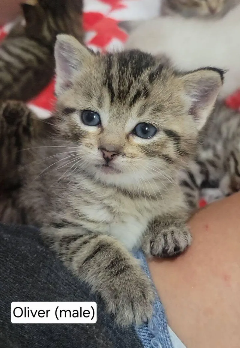 A baby medium-sized male Tabby (Brown / Chocolate) Tabby cat named Oliver for adoption in Omaha, NE