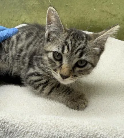 A baby small-sized male Domestic Short Hair cat named Toki for adoption in Riverside, CA