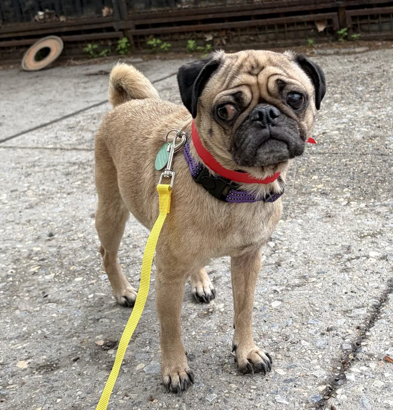 An adult small-sized female Yellow / Tan / Blond / Fawn Pug dog named Arabella for adoption in Brooklyn, NY