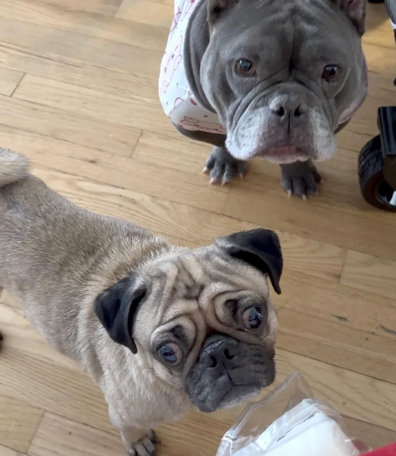 Arabella thumbnail 2