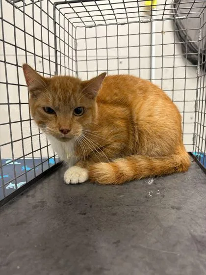 An adult medium-sized male Domestic Short Hair cat named Merrell for adoption in Sevierville, TN