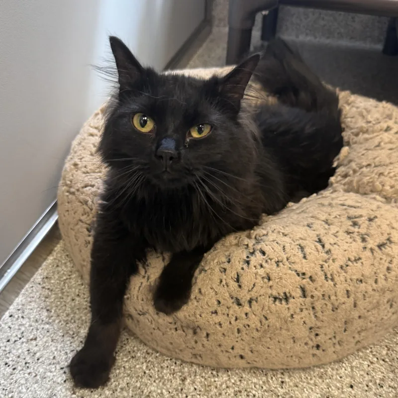 An adult small-sized female Domestic Long Hair cat named Raven for adoption in Kearney, NE