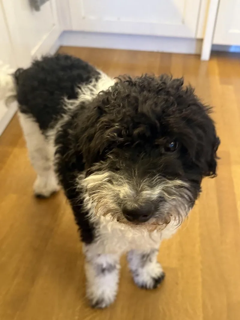 An adult small-sized male Miniature Poodle dog named Beaux for adoption in Brooklyn, NY