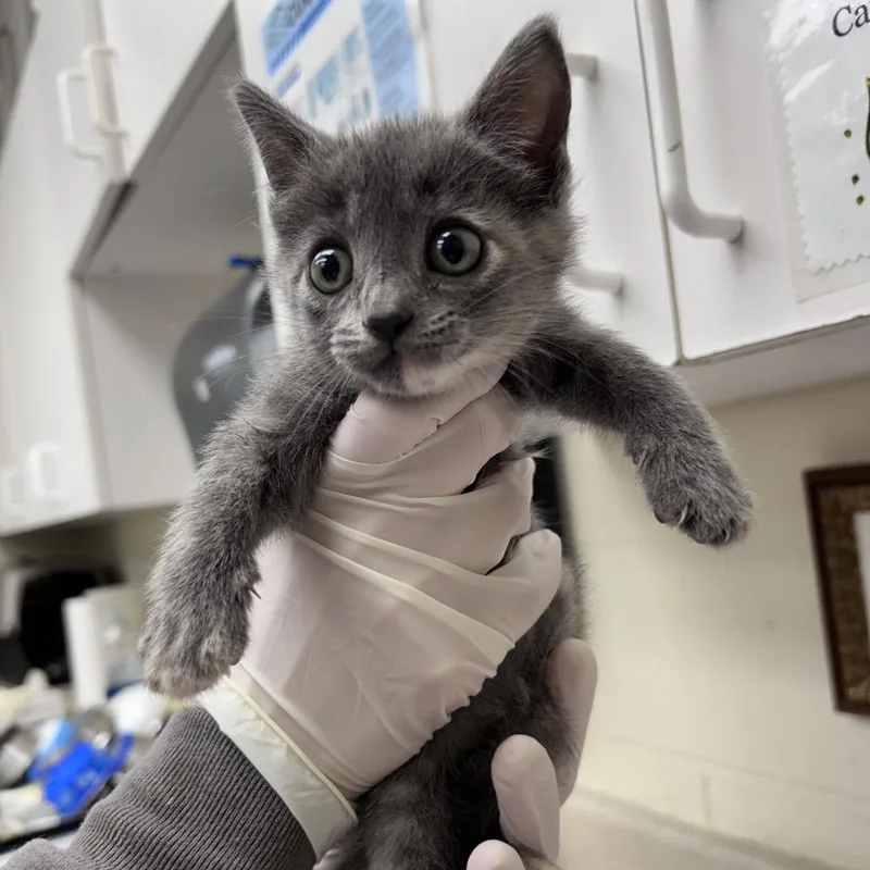 A baby small-sized female Gray / Blue / Silver Domestic Short Hair cat named Minestrone for adoption in Bastrop, TX