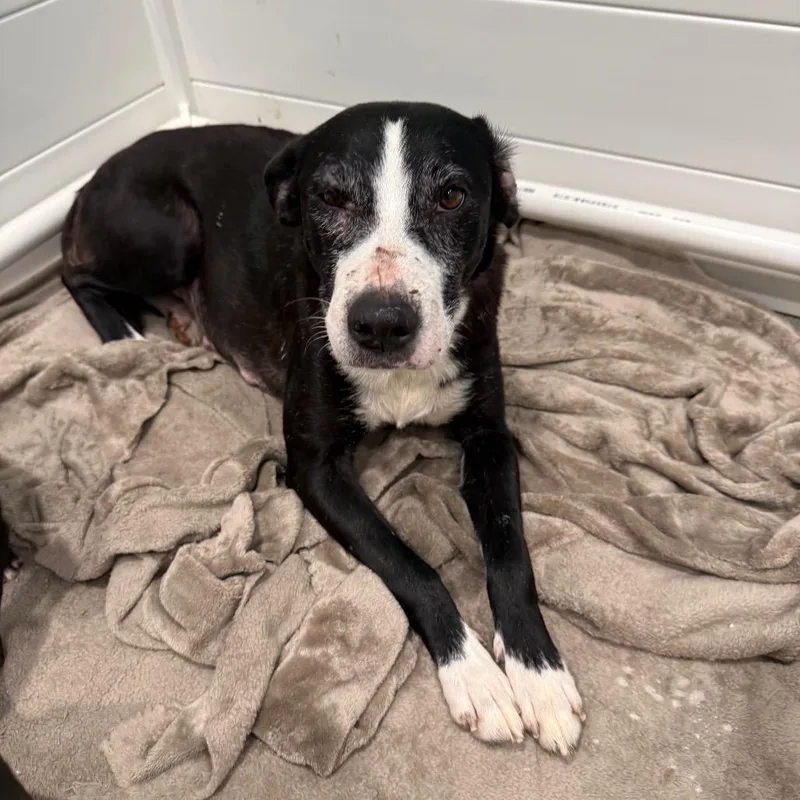 An adult medium-sized female Black Border Collie dog named Leslie for adoption in Englewood, FL