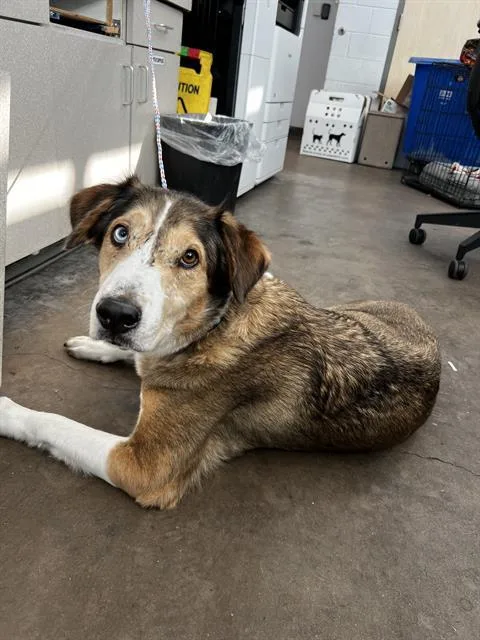 An adult medium-sized female Mixed Breed dog named Rita for adoption in Dallas, TX