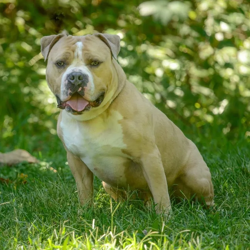 An adult large-sized male American Bulldog dog named Haze for adoption in Brick, NJ