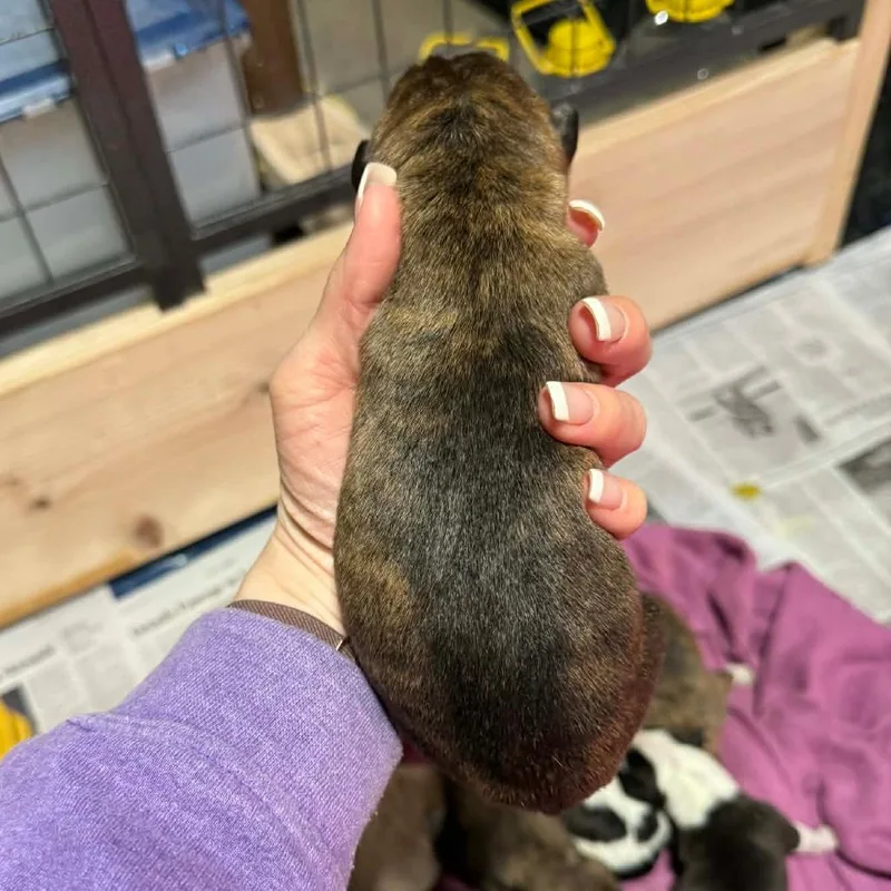 A baby medium-sized female Brown / Chocolate Mixed Breed dog named Lexy for adoption in DeKalb, IL