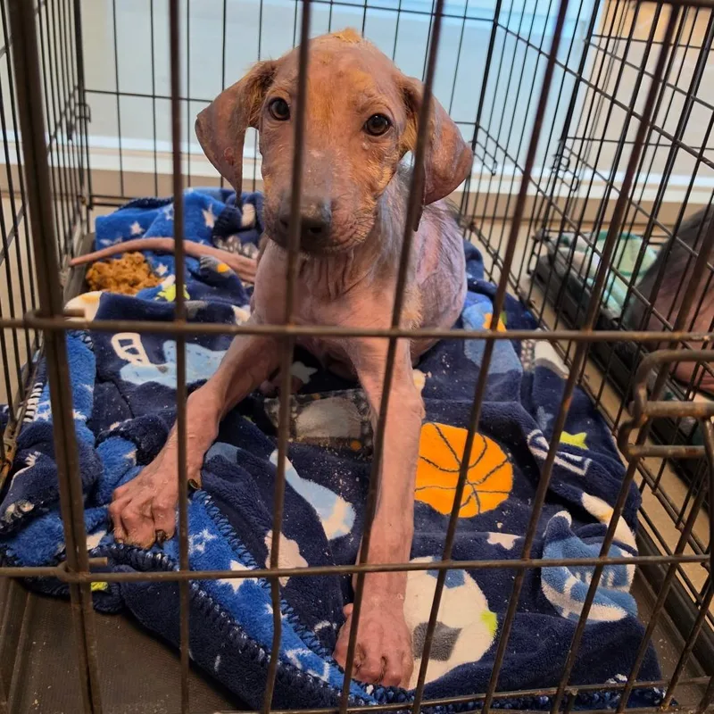 A baby small-sized male Yellow / Tan / Blond / Fawn Mixed Breed dog named Vinny FKA Ranger for adoption in Leander, TX