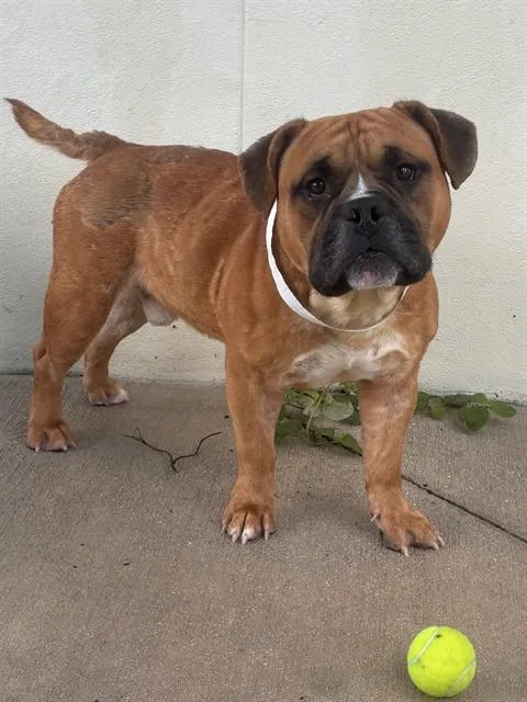 An adult medium-sized male American Staffordshire Terrier dog named Samson for adoption in Fort Lauderdale, FL