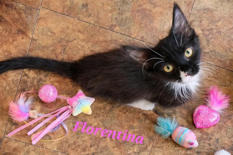 A baby small-sized female Domestic Medium Hair cat named Florentina for adoption in Dallas, TX