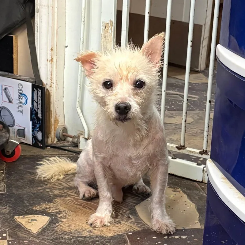 An adult small-sized male White / Cream Terrier dog named Forrest for adoption in North Myrtle Beach, SC