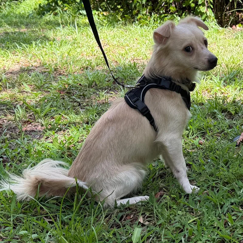 A young small-sized male White / Cream Mixed Breed dog named Simon for adoption in Williston, FL
