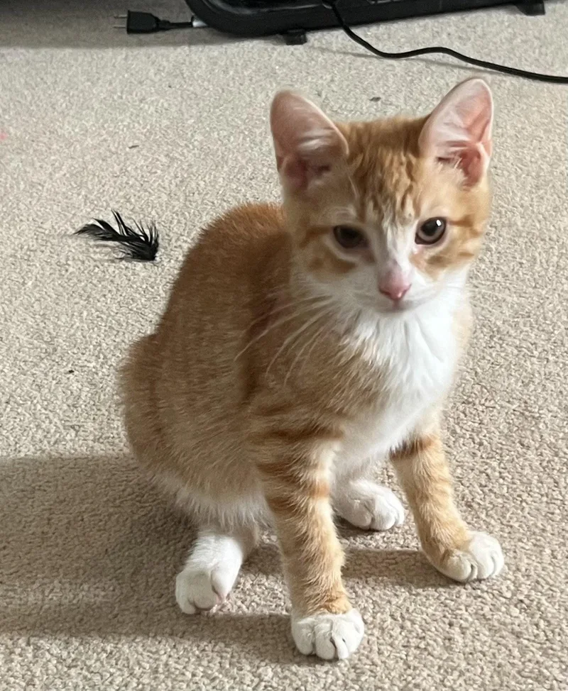 A baby medium-sized male Tabby cat named SkyKC for adoption in Greenville, DE