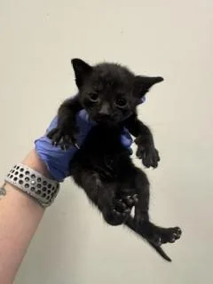 A baby small-sized male Domestic Short Hair cat named Yeti for adoption in Miami, FL