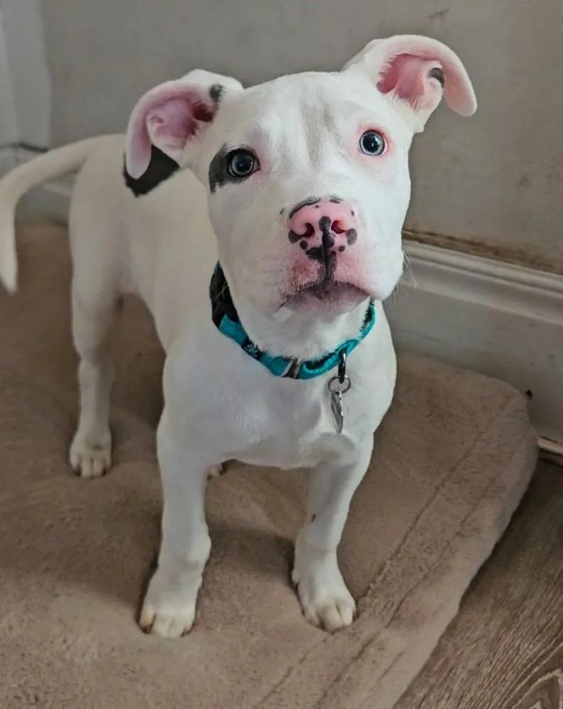 A baby large-sized male White / Cream Pit Bull Terrier dog named Bino for adoption in China Township, MI