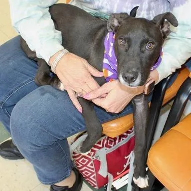 A baby small-sized male Brown / Chocolate Labrador Retriever dog named Paxton for adoption in Birmingham, AL
