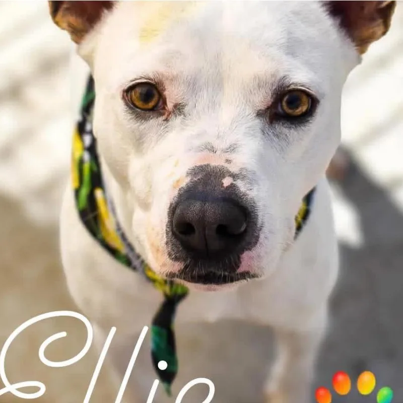 An adult medium-sized female White / Cream Bull Terrier dog named Ellie for adoption in Chillicothe, IL