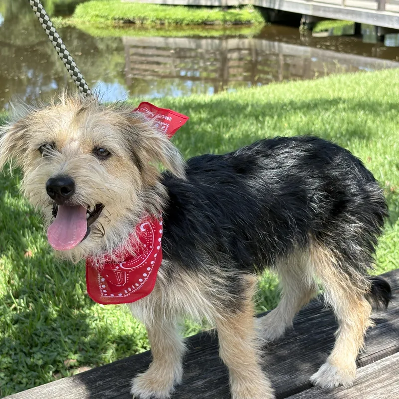 A young small-sized female Yorkie Poo dog named Brucey for adoption in Cypress, TX