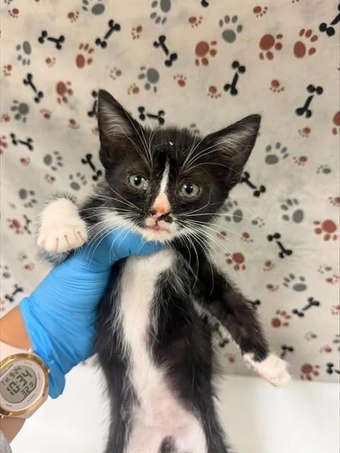 A baby small-sized female Domestic Short Hair cat named Lucy for adoption in Riverside, CA