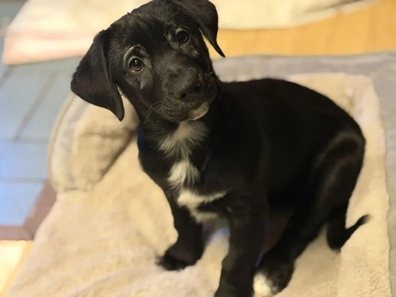 A baby medium-sized male Pomeranian dog named Smitty for adoption in Anchorage, AK
