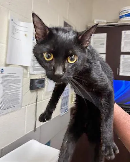 An adult medium-sized male Black Domestic Short Hair cat named A for adoption in Nashville, TN