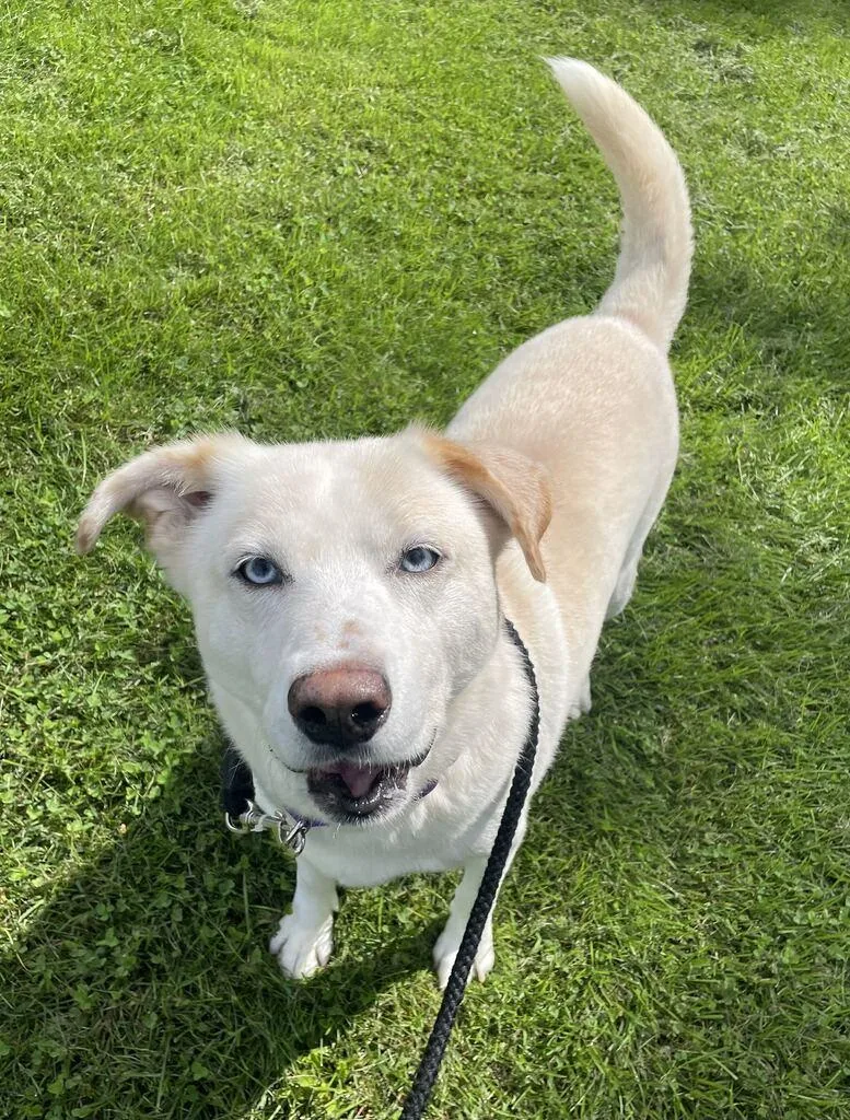 An adult medium-sized male Siberian Husky dog named Sidney for adoption in Jackson, MI