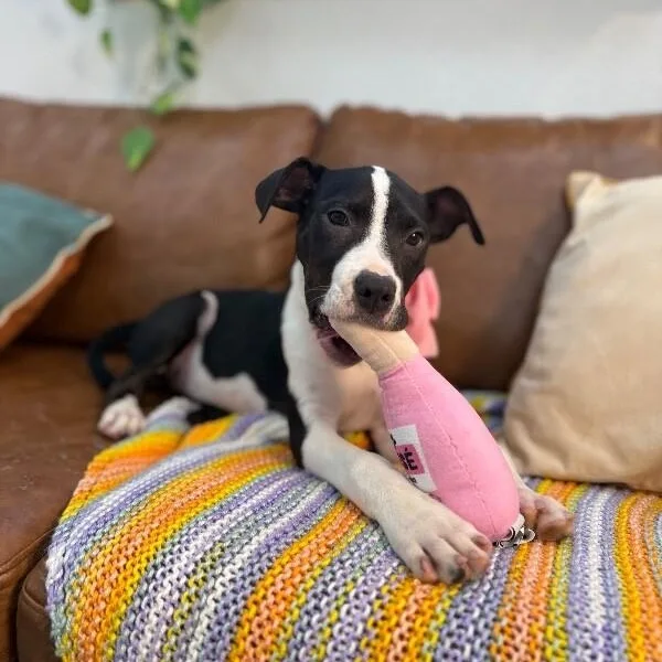 A baby medium-sized female Black Pit Bull Terrier dog named Jill Joyful Little Lovebug for adoption in Friendswood, TX