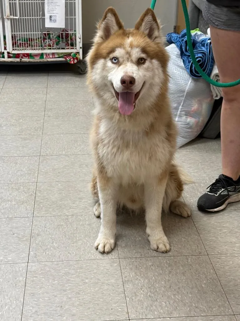 A young medium-sized male Husky dog named Paramount for adoption in Sorrento, LA
