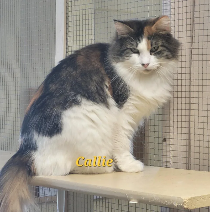 An adult medium-sized female Domestic Short Hair cat named Callie for adoption in Cedar Rapids, IA