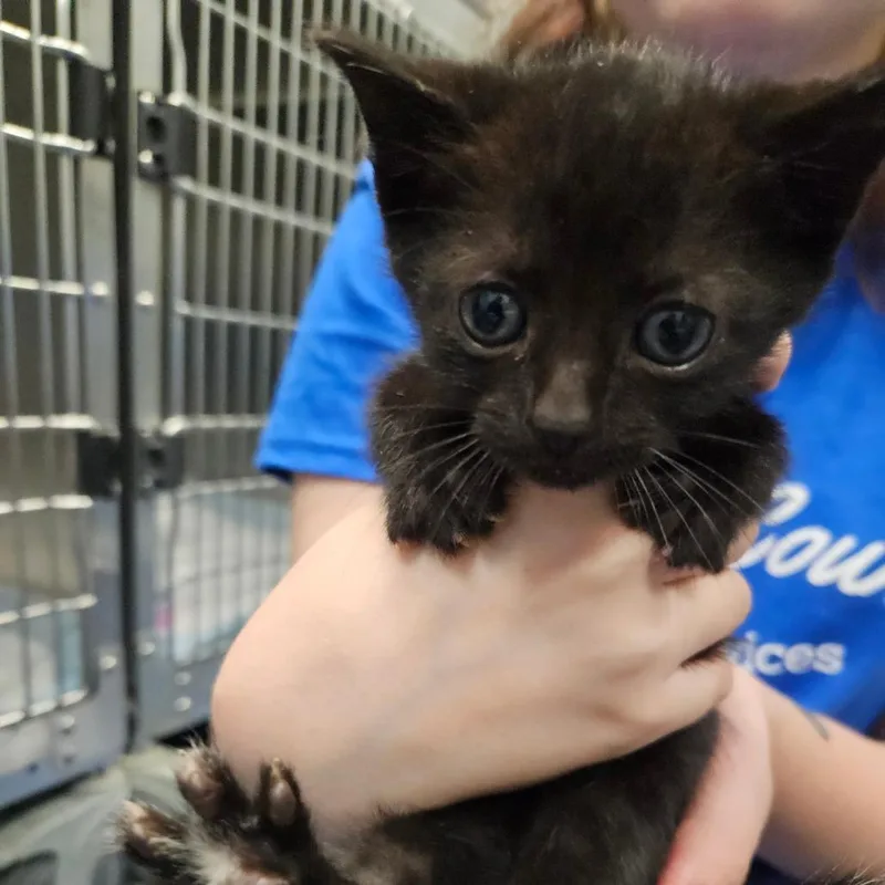 A baby small-sized female Brown / Chocolate Domestic Short Hair cat named Metal for adoption in Greensboro, NC