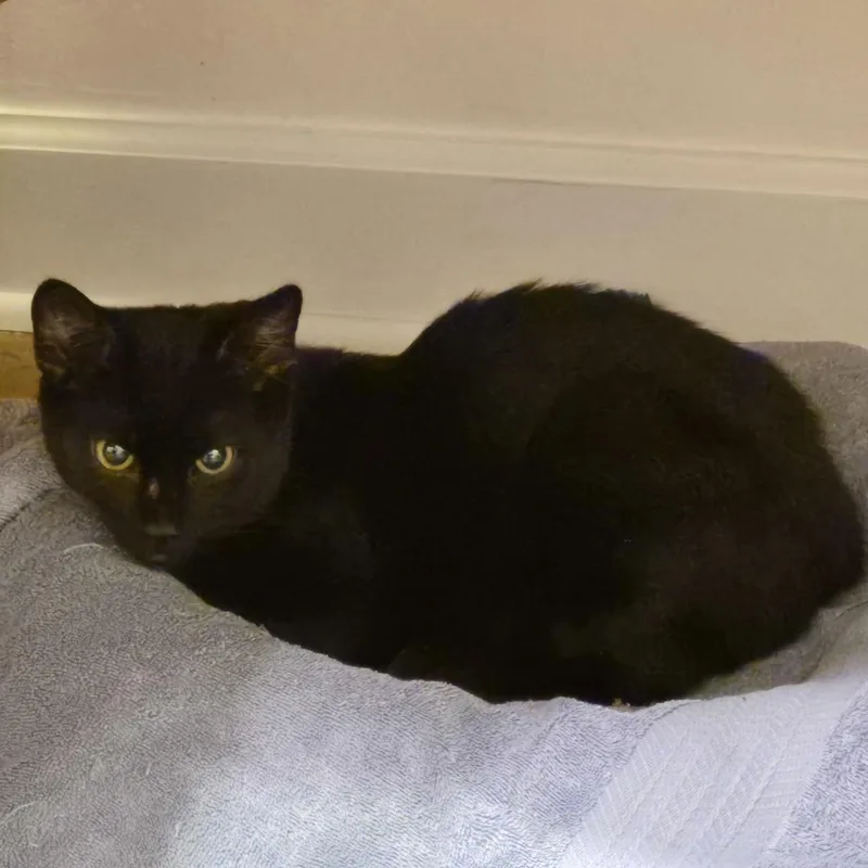 A baby medium-sized male Black Domestic Short Hair cat named Sweet Basil for adoption in Columbia, SC