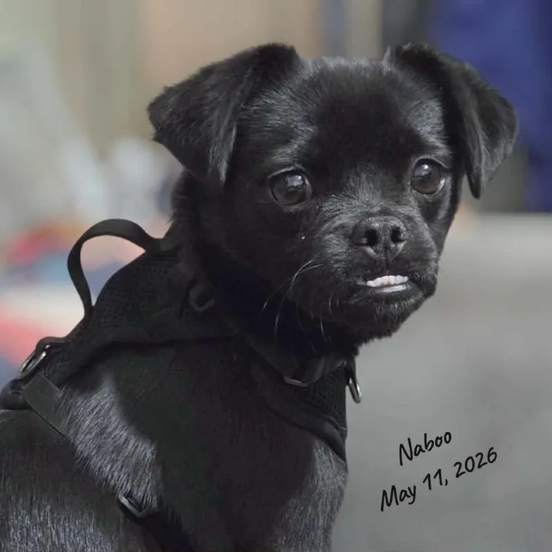 A baby small-sized male Black Pug dog named Naboo for adoption in Loves Park, IL
