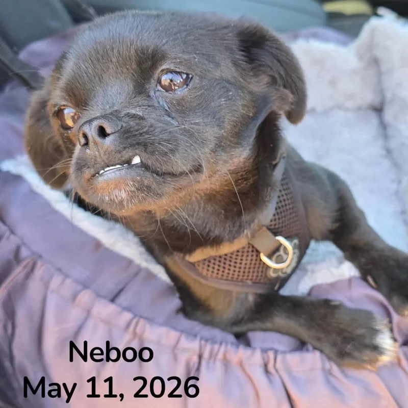Naboo thumbnail 2