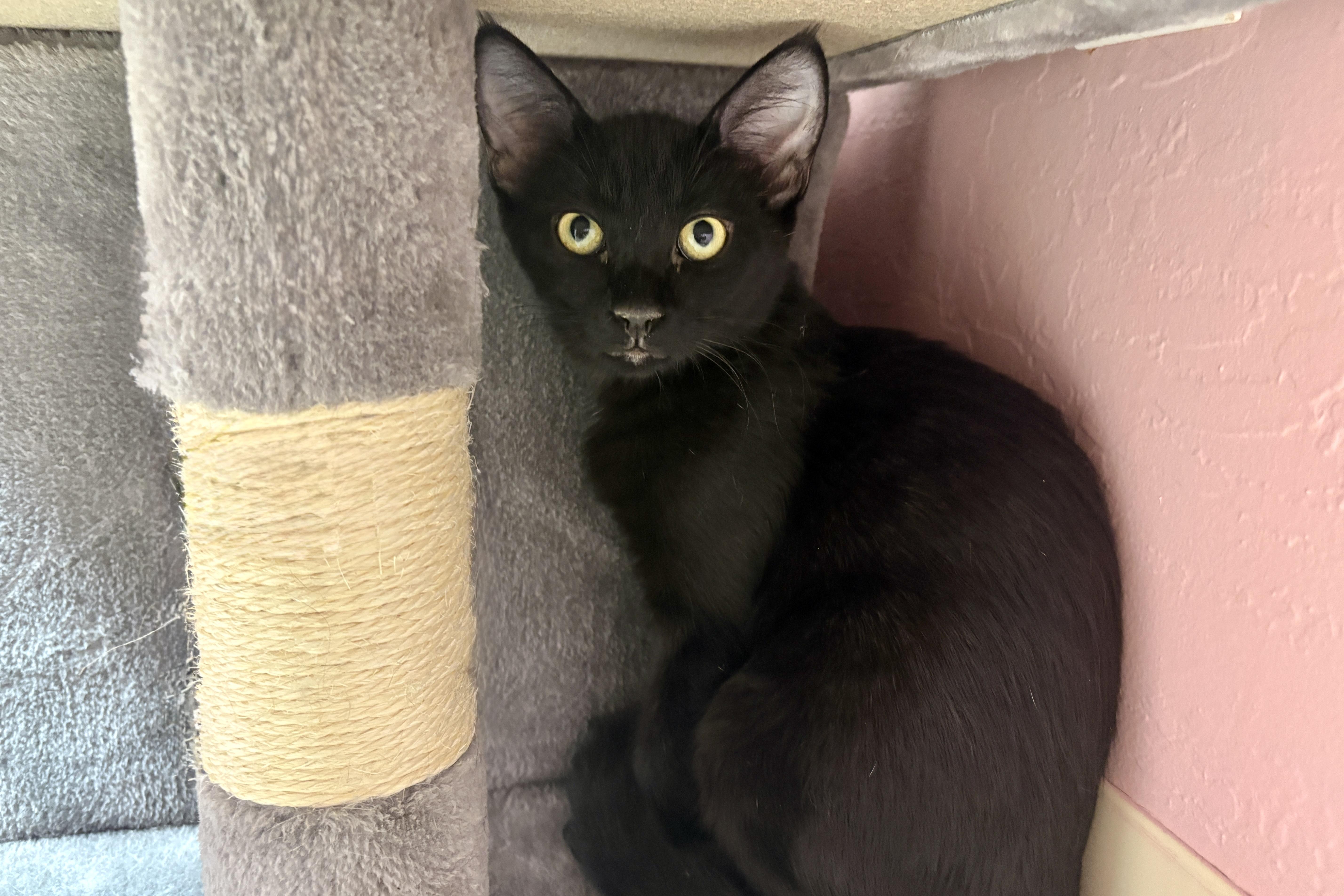 A baby small-sized female Domestic Short Hair cat named Wednesday Barras for adoption in Fountain Hills, AZ