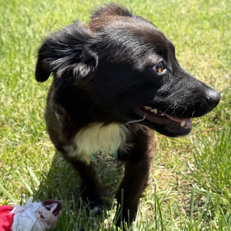 A young small-sized male Black Dachshund (Long Haired) dog named West for adoption in modesto, CA