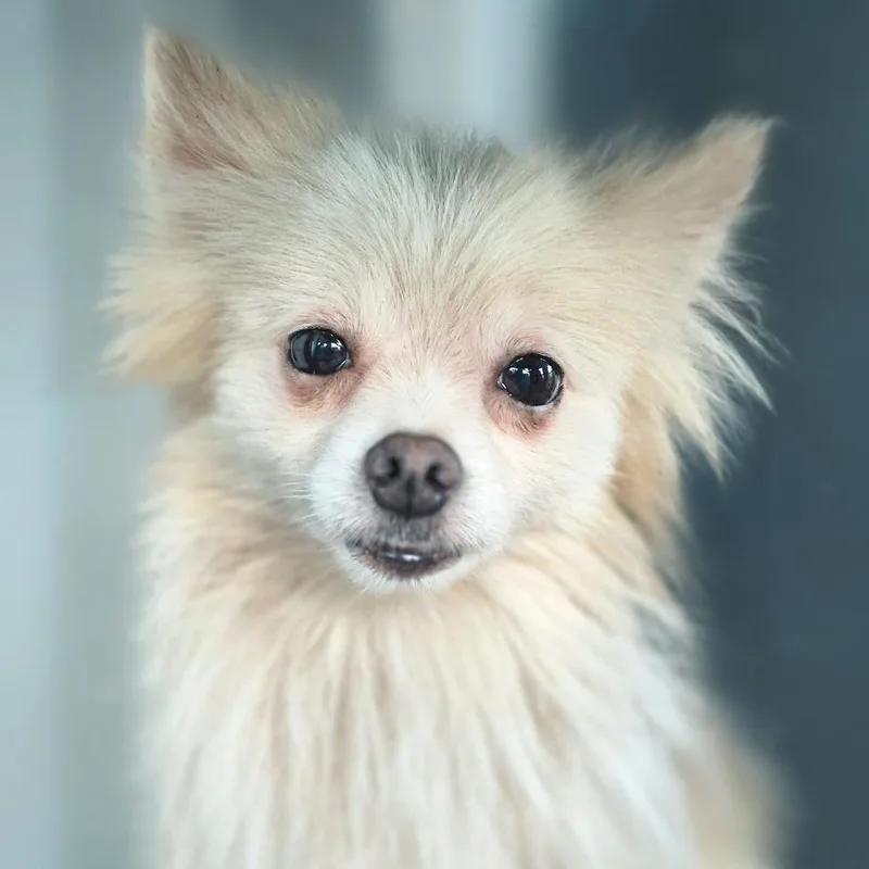 A senior small-sized male White / Cream Pomeranian dog named Gizmo for adoption in Chapel Hill, NC