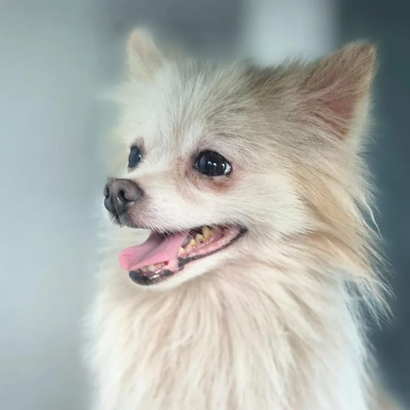 Gizmo thumbnail 2