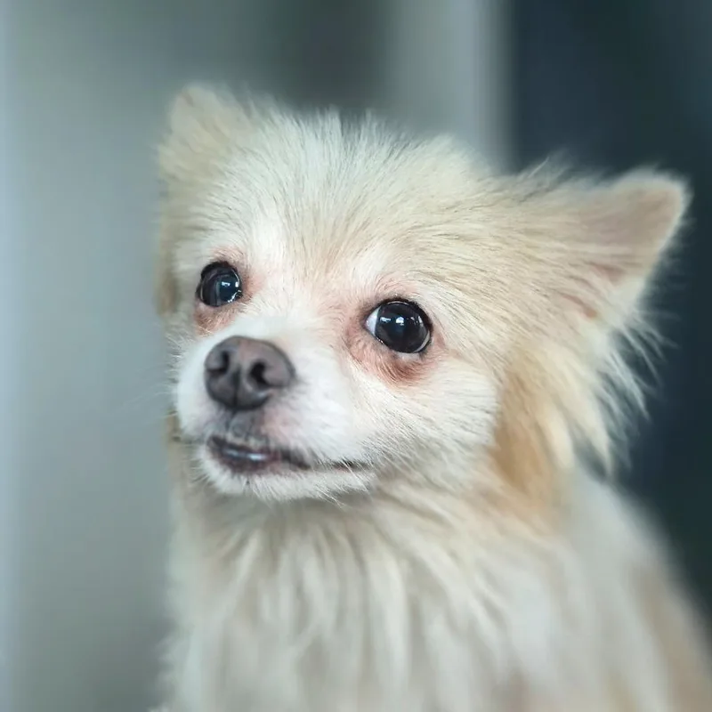 Gizmo thumbnail 3
