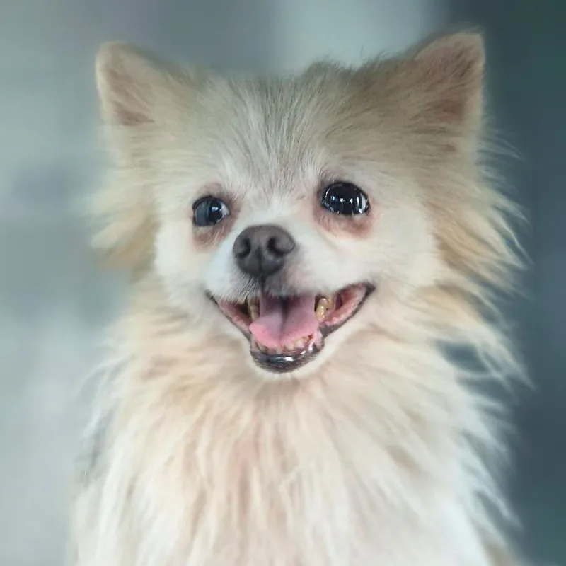 Gizmo thumbnail 4